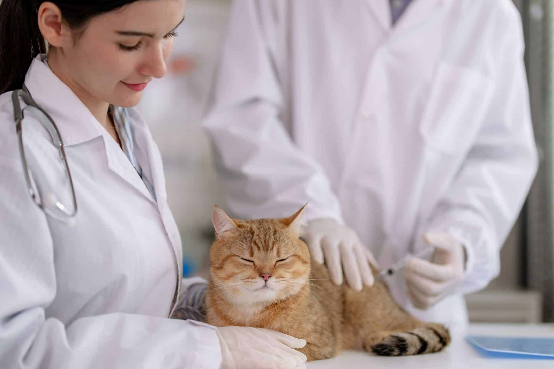 Cat Vaccinations