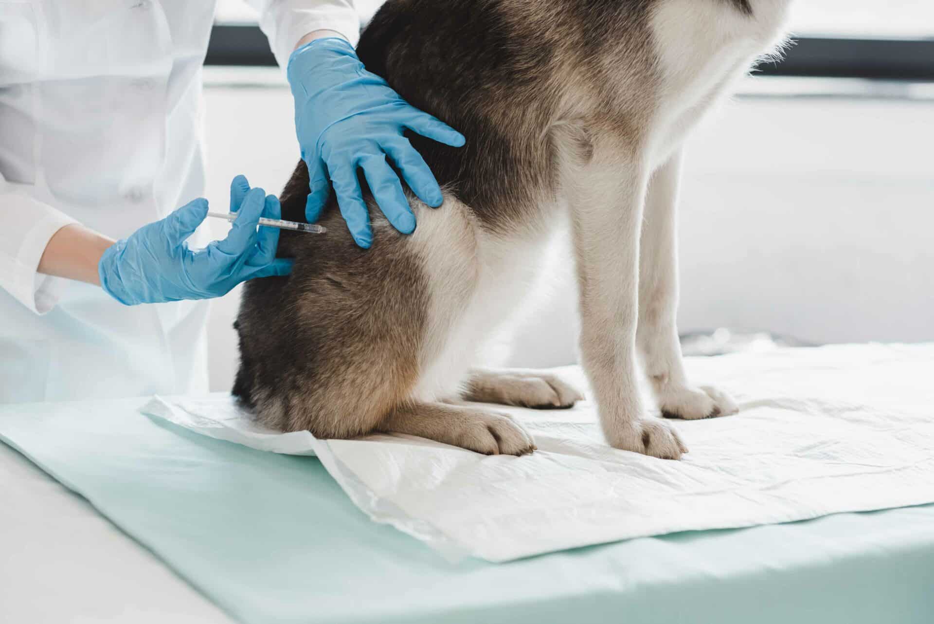 Dog Vaccinations