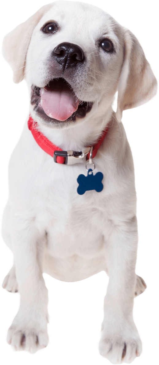 Our Veterinary Services